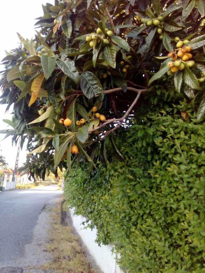 Casa Da Nespereira- Lugar Acolhedor Rodeado De Natureza Soure Exterior foto